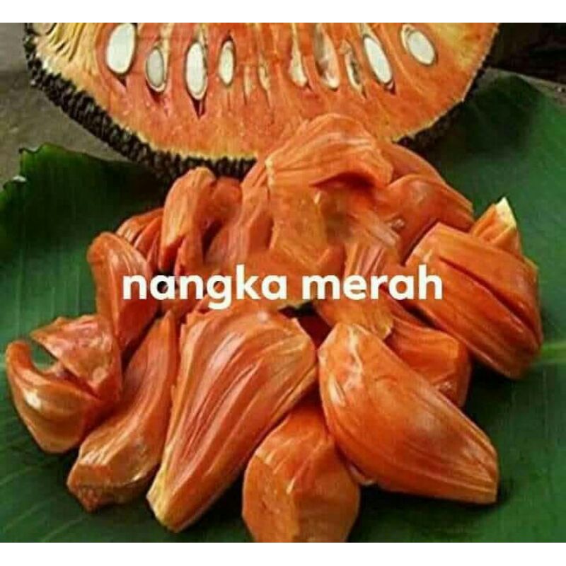 BIBIT NANGKA MERAH SUPER