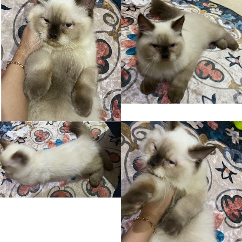 ciko usia :5bulan                                                       ---Siap adop