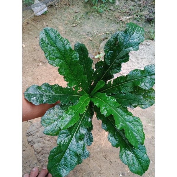 

300 gram Herbal Tapak Liman Jamu Tradisional Tapak Liman Tumbuhan Tapak Liman Segar Fresh Dipetik Langsung Dari Alam 300 gram