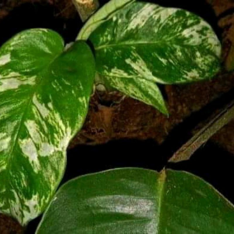 tanaman hias anakan rhapidopora megasperma varigata