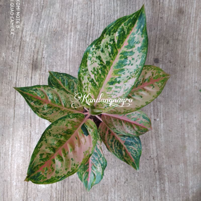 Aglonema light Of Diamond / LOD