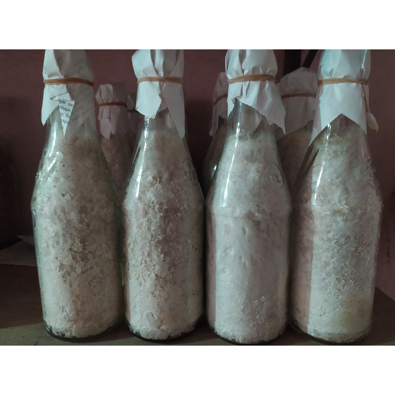 Murah Bibit Jamur Tiram Cokelat / F1 Jamur Tiram Cokelat / Benih Jamur Tiram Cokelat F1