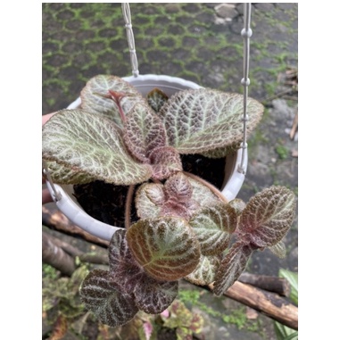 Tanaman Bunga Episcia Impor Little Pom-Pom Bunga Episcia Import Tanaman Bunga Murah