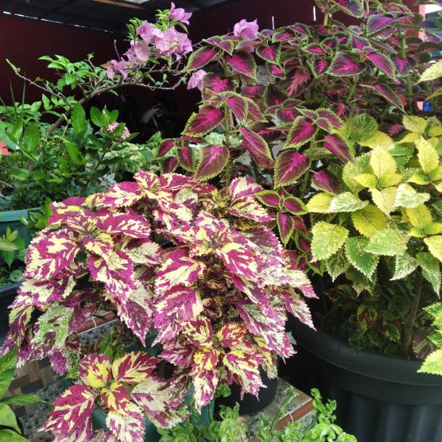 ummuabdurrahmanabdullahismail