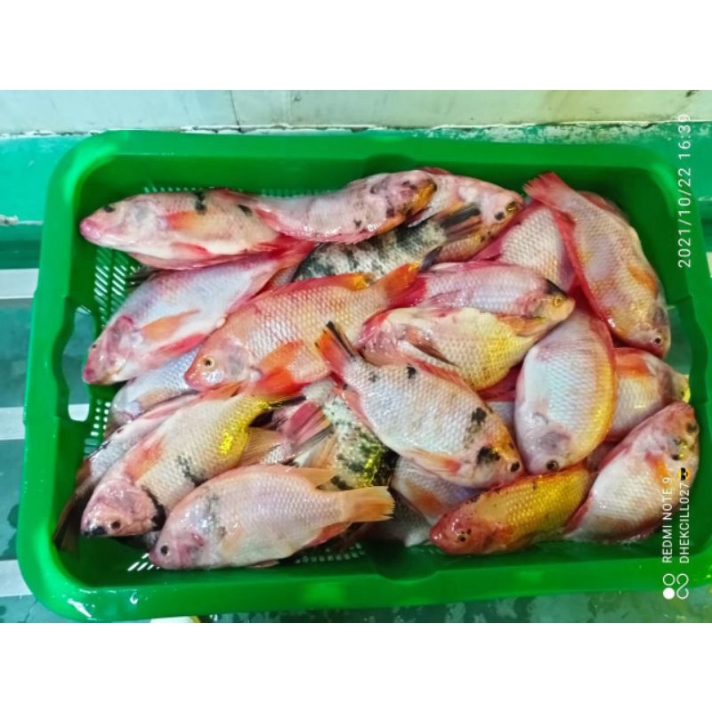 

IKAN NILA MERAH SEGAR 1KG