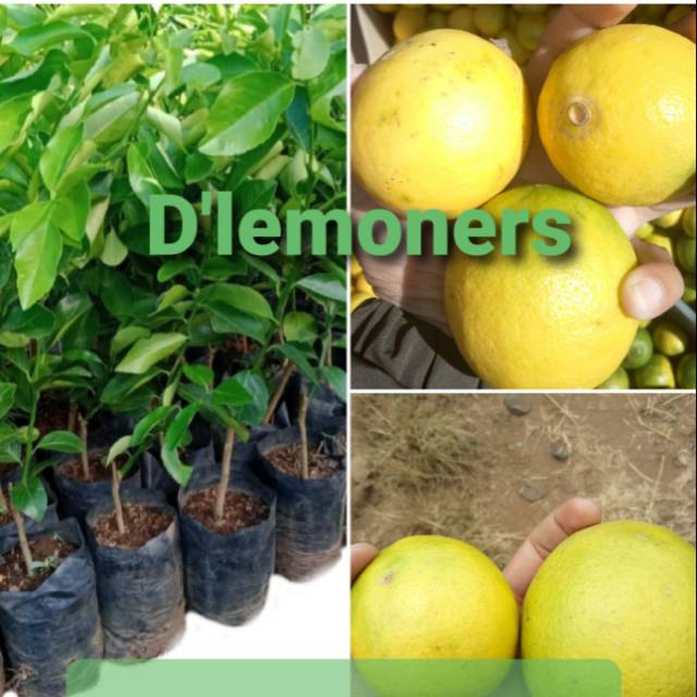 BIBIT LEMON CALIFORNIA