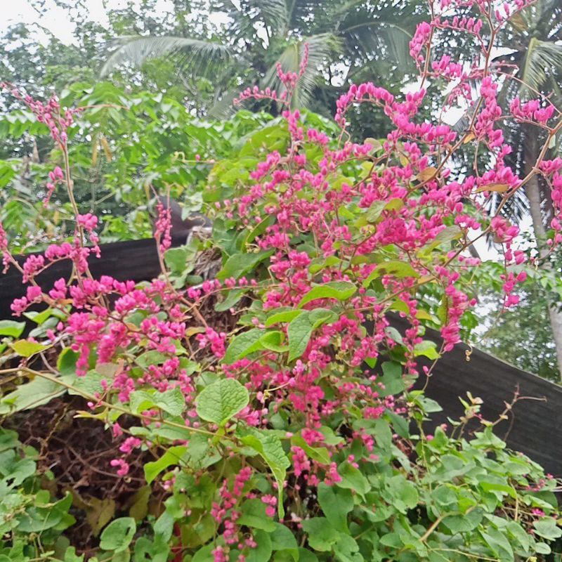 Bibit Bunga Air Mata Pengantin Merah