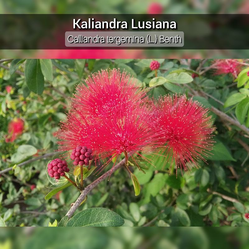 Tanaman Hias Bunga Kaliandra Lusiana - Pohon Kaliandra Lusiana Merah