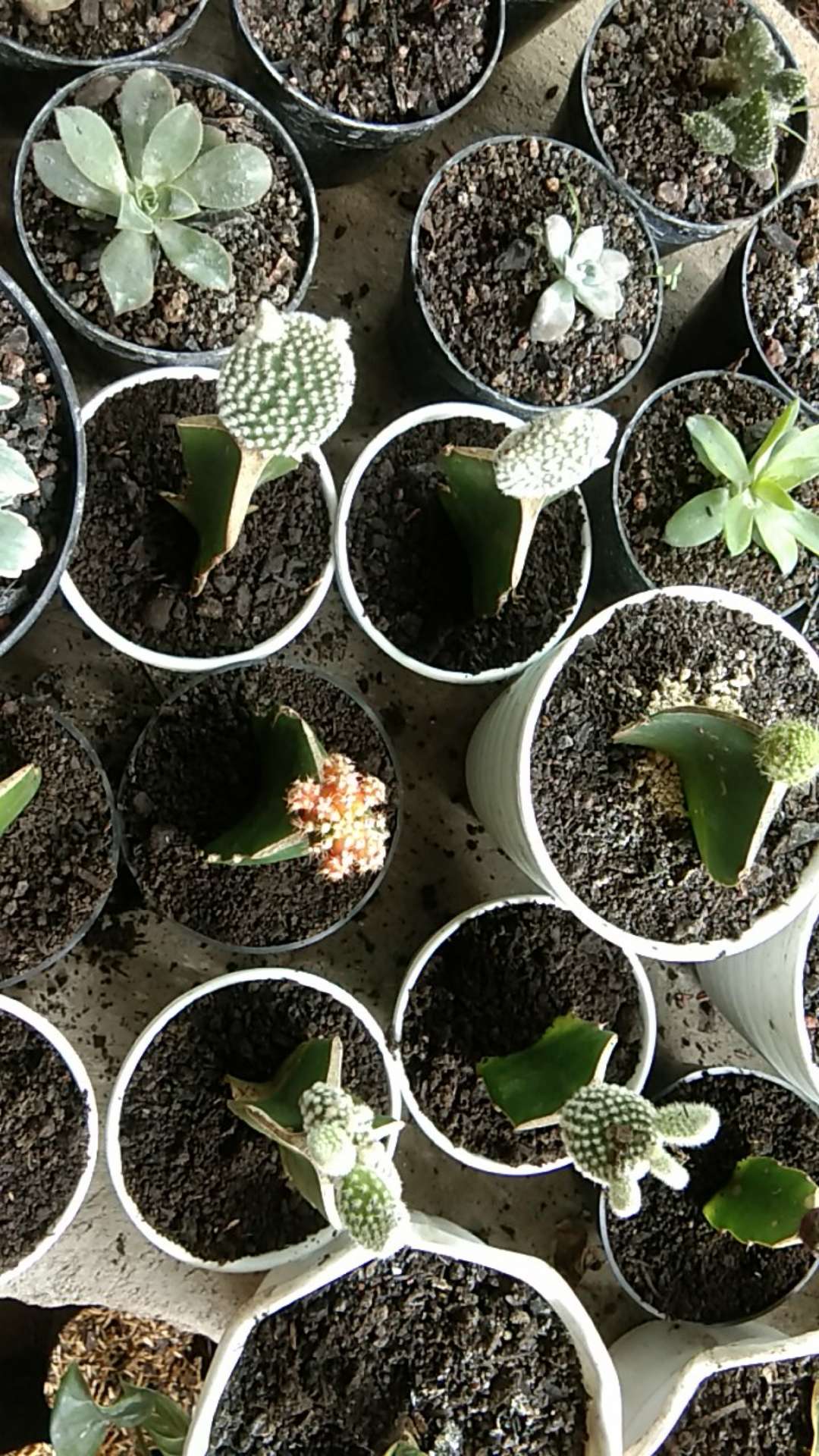 Kaktus Panda 5pcs/150k