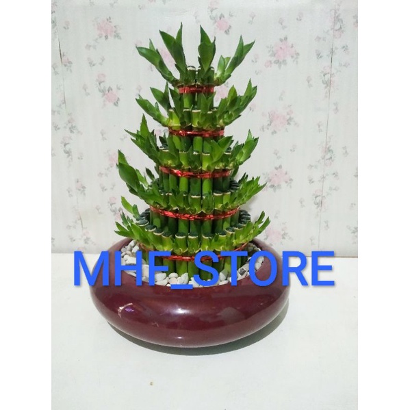 PAKET HEMAT Bambu Hoki + Pot Keramik