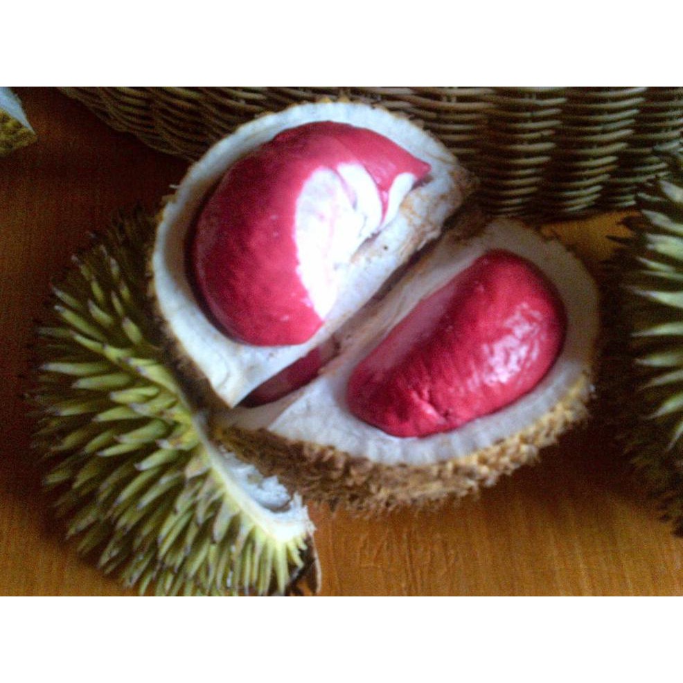 Uk1 Bibit Durian Merah Asli @_@