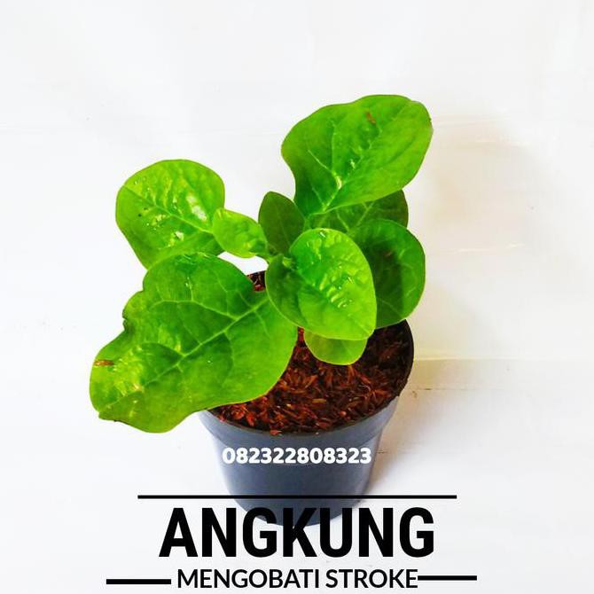 C4T Cint Angkung Tanaman Angkung Bibit Angkung Daun Angkung Obat Stroke I4R