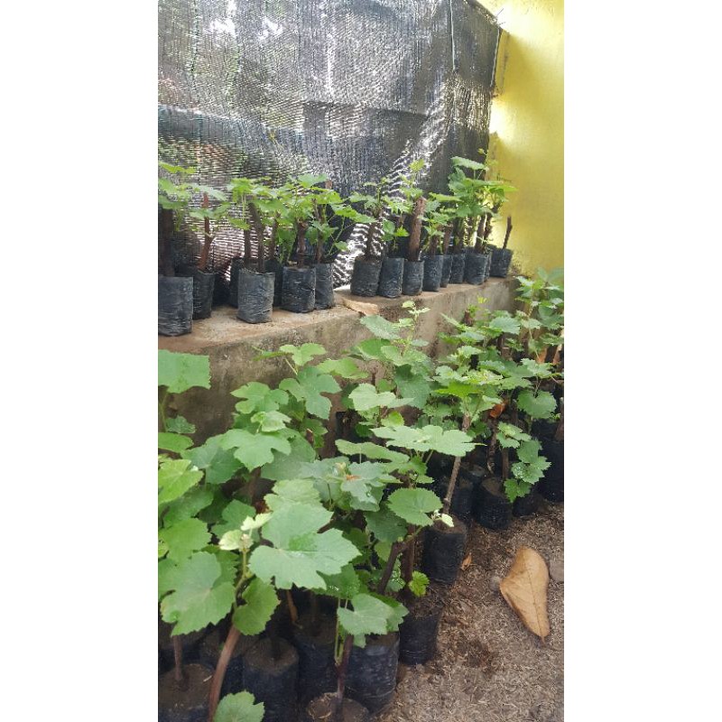 1 batang anggur lokal