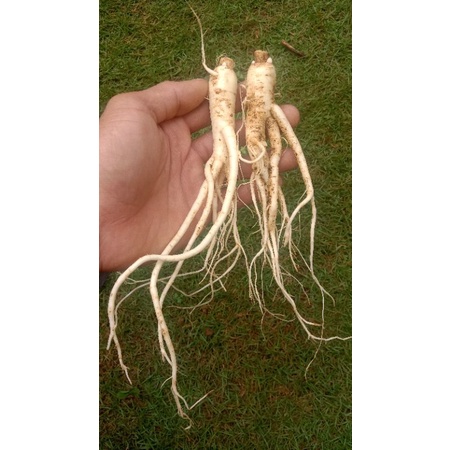 

Ginseng Korea asli, Ginseng segar ukuran sedang