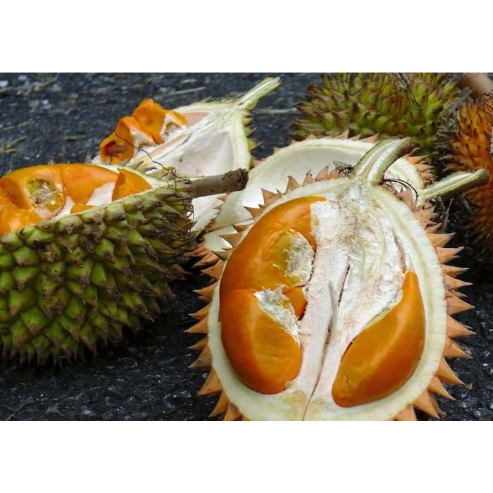Bibit durian super tembaga kaki 3 okulasi