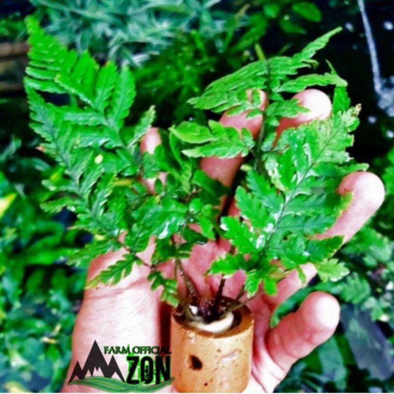 tanaman aquascape pakis rujug aquascape pot