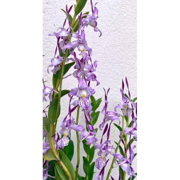 ANGGREK SEEDLING DENDROBIUM LEPORINUM KODE 378