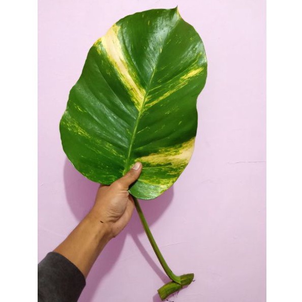 Stek Cutting Sirih Gading Jumbo/tanaman hias sirih gading jumbo