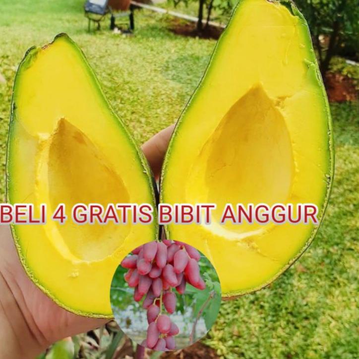 ♥ Bibit Alpukat Mentega produck terbaik