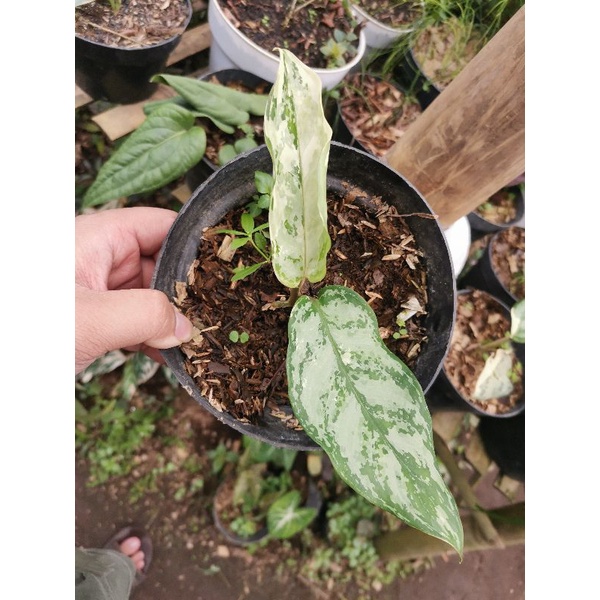 Tanaman hias Aglonema silver Queen variegata / sri rejeki variegata