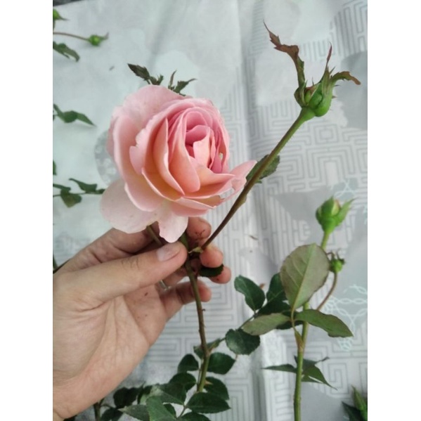 mawar import id abraham darby