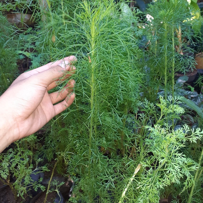 Tanaman Hias Buntut Kuda / Tanaman Ekor Buntut Kuda