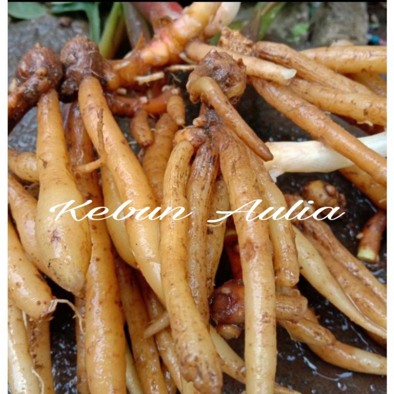 

Temu Kunci Segar 500gr