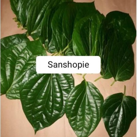 

Daun sirih hijau segar paket per 1 kg