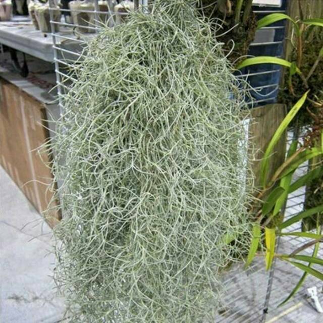 Tanaman Spanish Moss