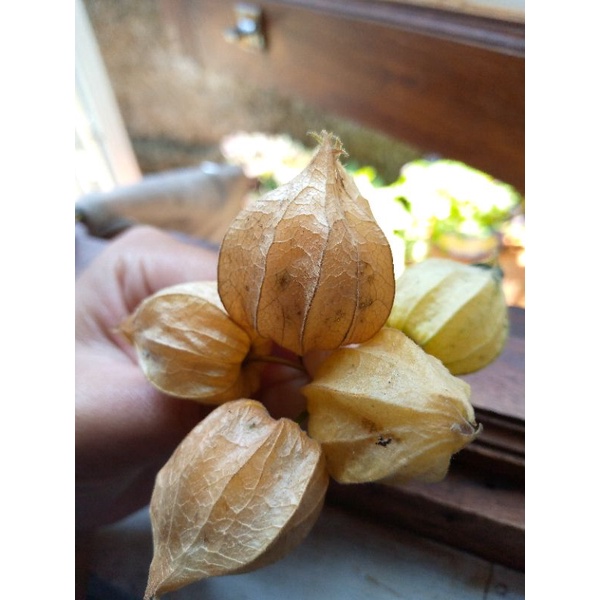 

buah ciplukan - cecenet