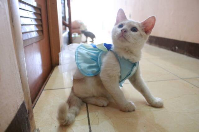 Dress frozen V.1 untuk kucing &amp; anjing /Jual Baju Kucing Terlengkap &amp; Berkualitas size S-XL