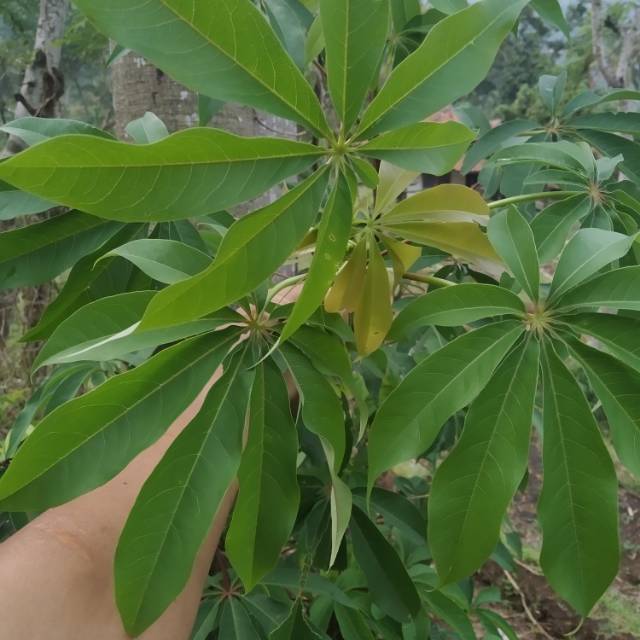 

Daun randu segar 1 kg