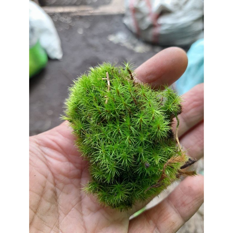 media tanam lumut untuk anggrek 500 g