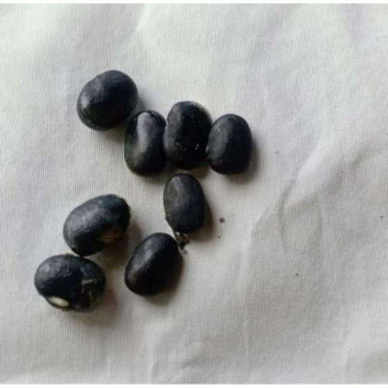 Benih Bunga Telang / Biji Bunga telang