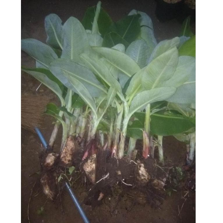 SHOPEE MALL bibit pisang cavendish kuning