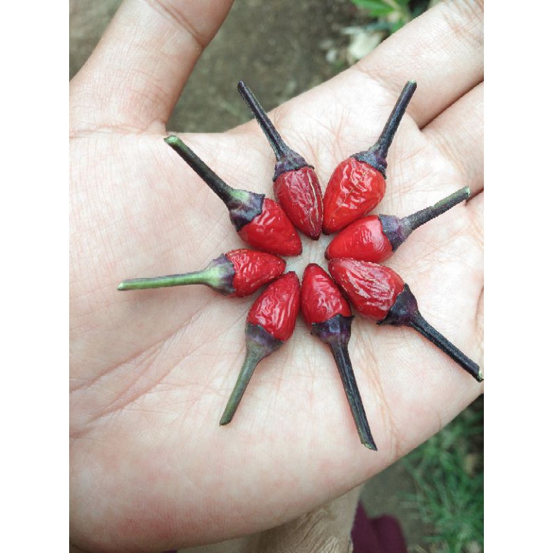 Benih/Biji Cabe Ungu