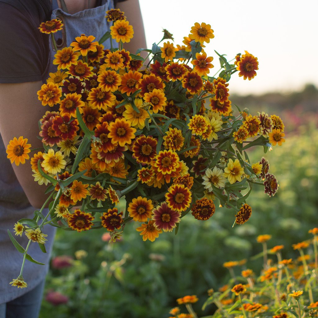 Benih-Bibit Bunga Zinnia Persian Carpet Mix (Haira Seed)