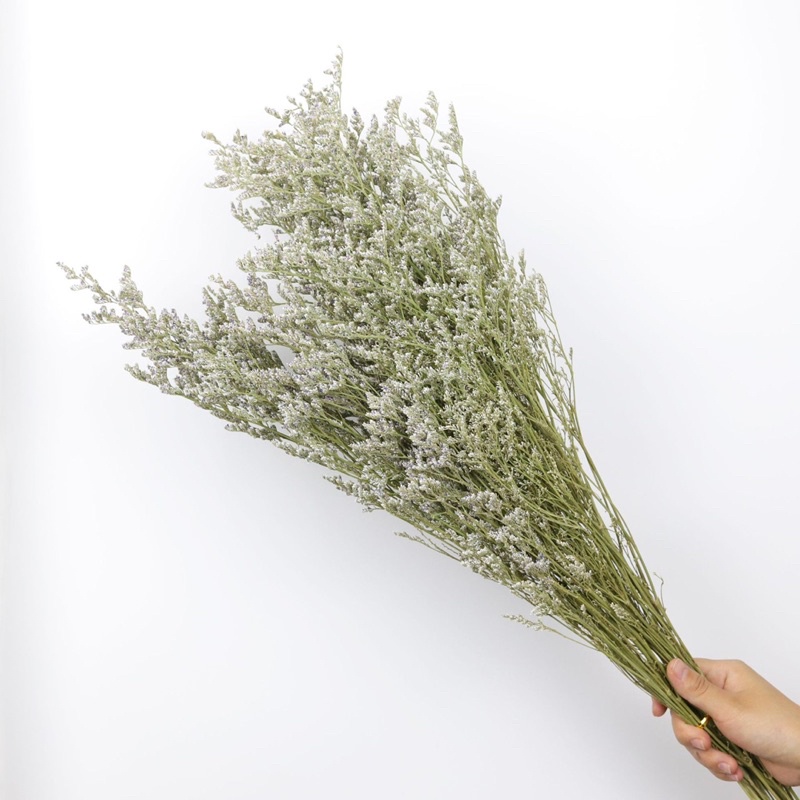 [GROSIR] Preserved / Dried Caspea Natural