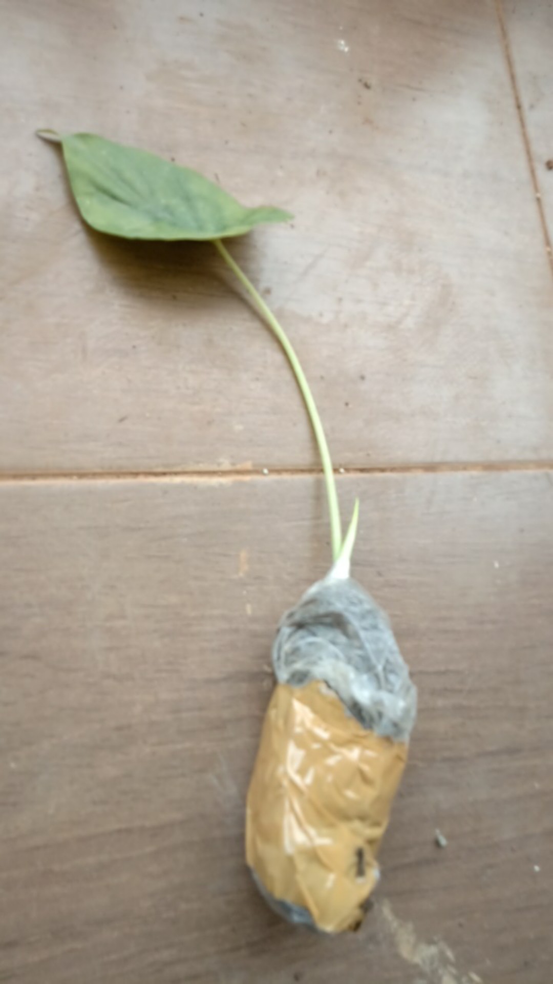 Alocasia Clypeolata Green Shield Tengkorak