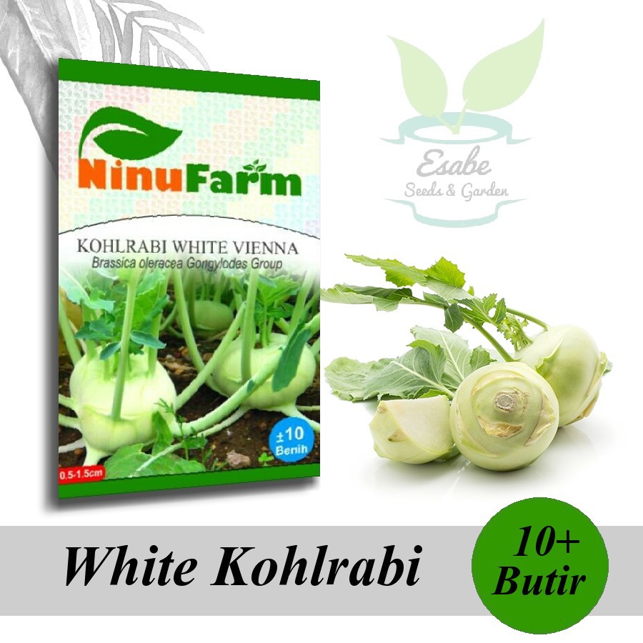 Biji Benih White Kohlrabi - Ninu Farm