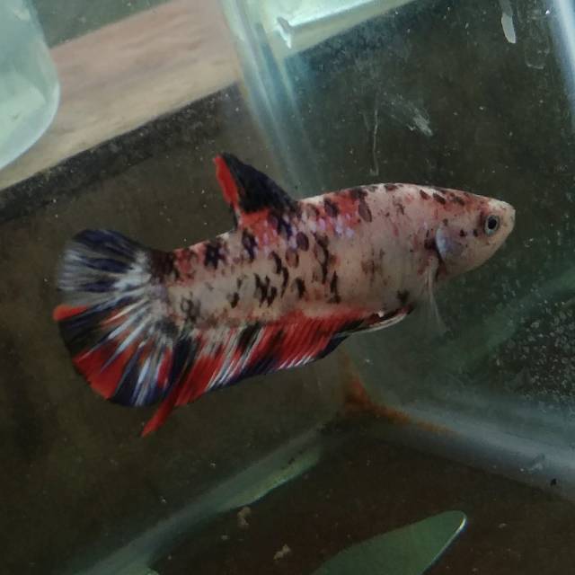 Ikan Cupang Giant Koi