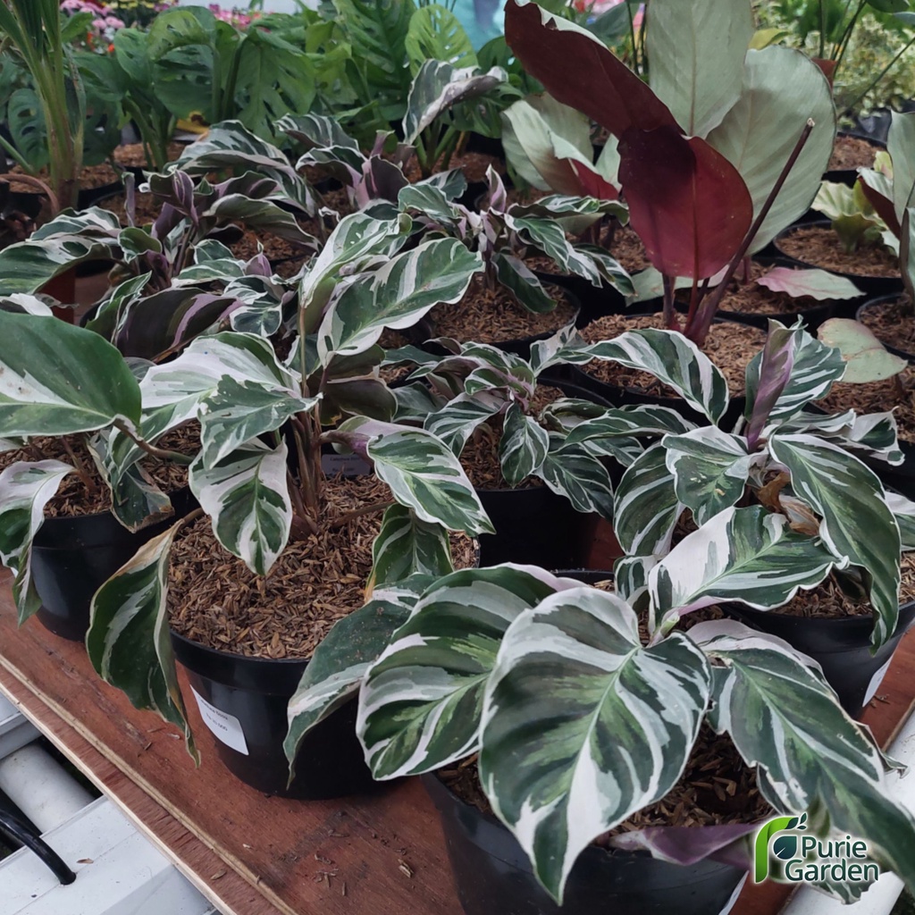 Tanaman Hias Hidup Calathea Calatea Kalatea Tissu White Fushion PG KDR