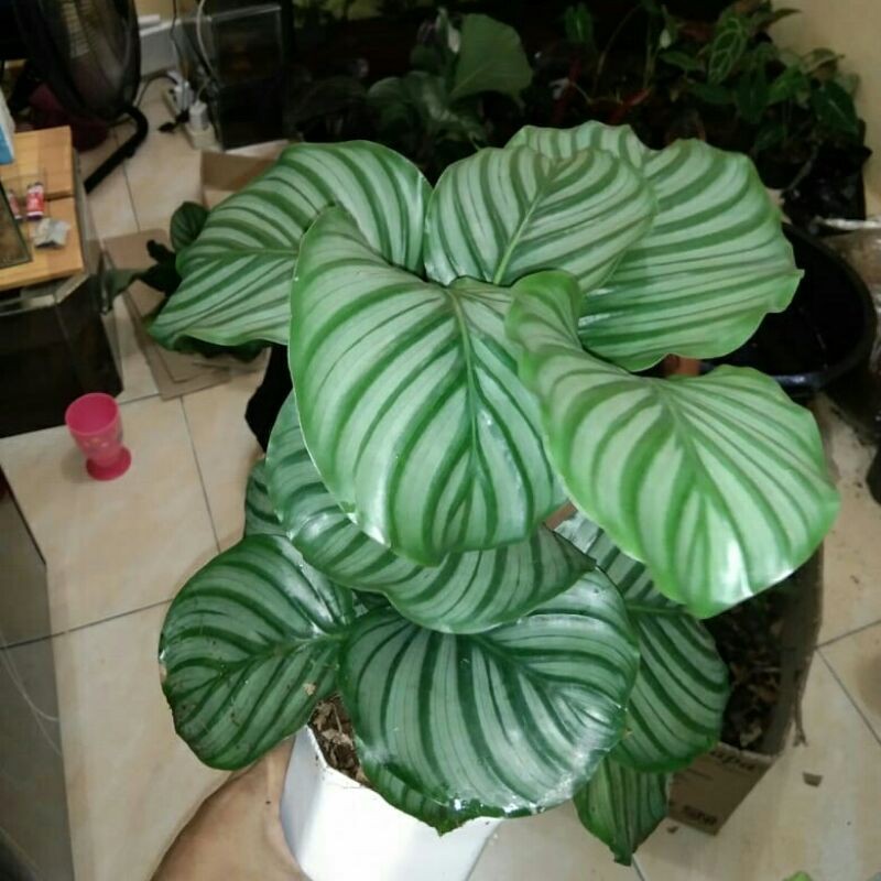 PROMO!! Tanaman hias calathea orbiforia