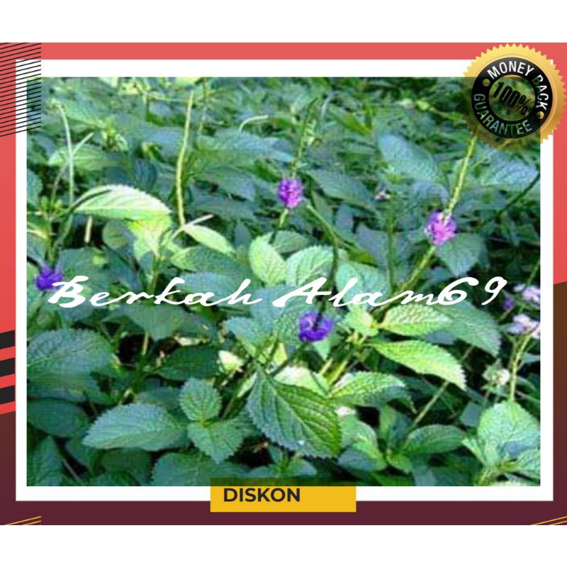 

1kg Daun Jarong/Daun Pecut Kuda Segar