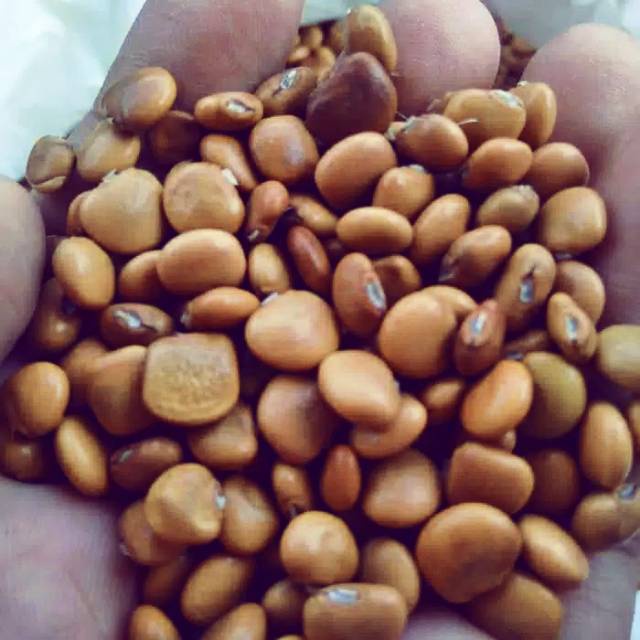 100BIJI BIJI BENGKOANG / BENIH BENGKOANG / BIBIT BENGKOANG