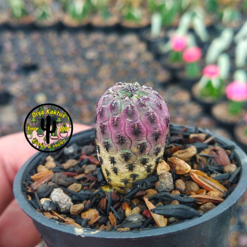 KAKTUS SKULEN - rebutia rauschii mini ownroot