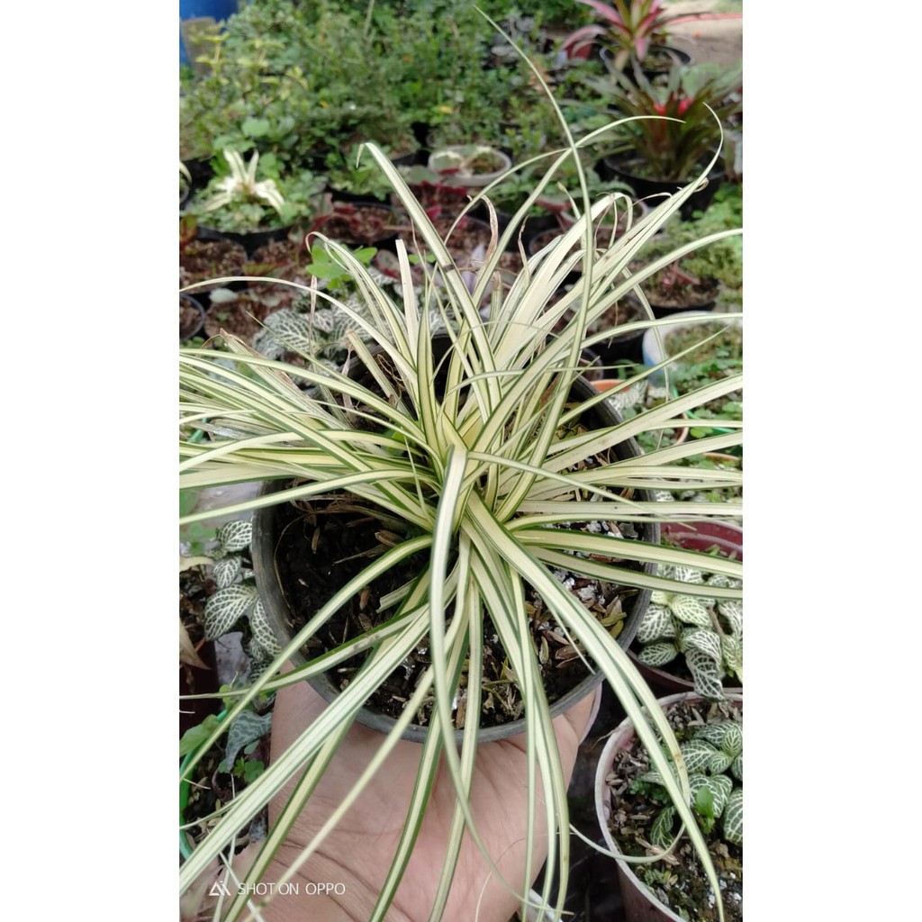 Lili Paris Daun Kecil / Spider Plant - Tanaman Hias/Bunga
