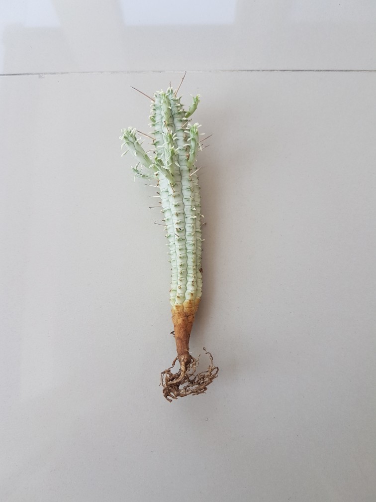 Sukulen Dan Kaktus Mini (euphorbia Mammillaris ‘variegata’)