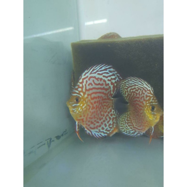 discus pair buldog