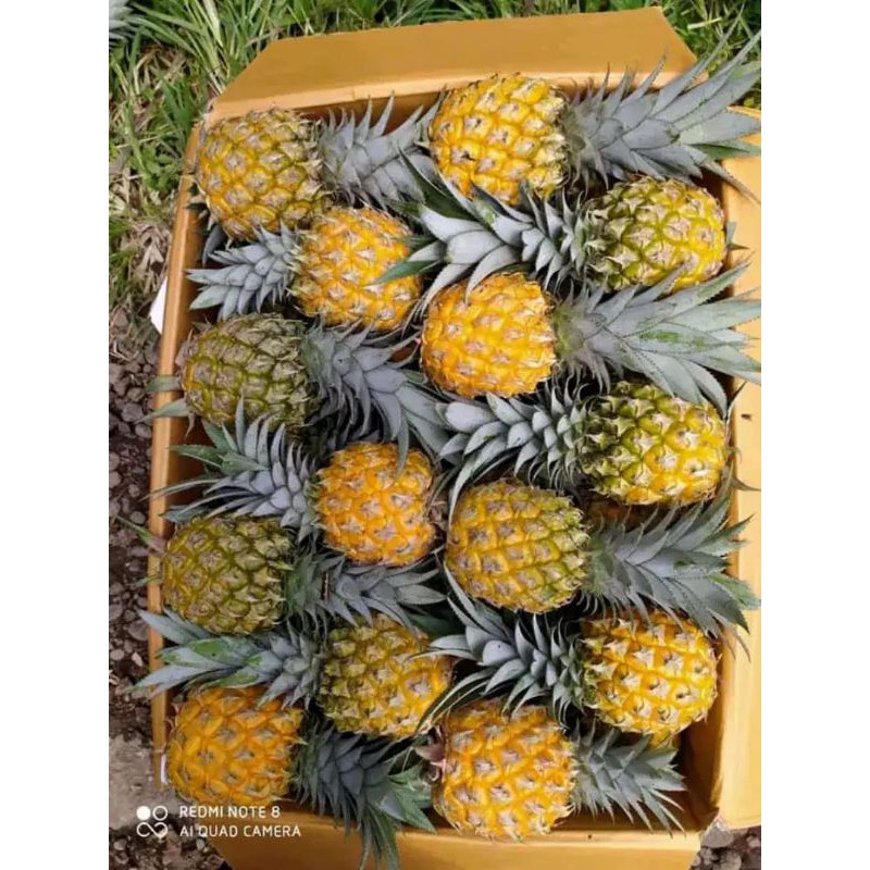 

buah nanas madu manis